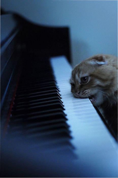 cat piano
